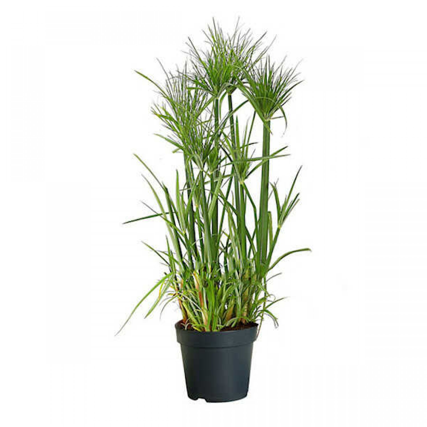 Nile Grass (Cyperus papyrus) Aquatic-Pond Plant