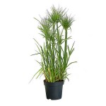 Nile Grass (Cyperus papyrus) Aquatic-Pond Plant