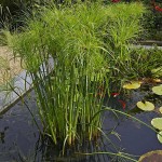Nile Grass (Cyperus papyrus) Aquatic-Pond Plant