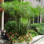 Nile Grass (Cyperus papyrus) Aquatic-Pond Plant