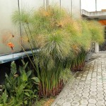 Nile Grass (Cyperus papyrus) Aquatic-Pond Plant