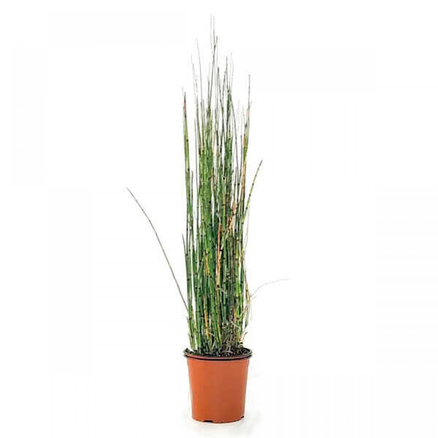 Scouring Horsetail (Equisetum hyemale) Pond Plant