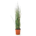 Scouring Horsetail (Equisetum hyemale) Pond Plant