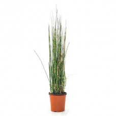 Scouring Horsetail (Equisetum hyemale) Pond Plant