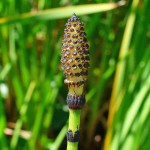 Scouring Horsetail (Equisetum hyemale) Pond Plant