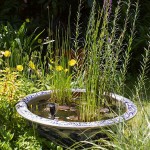 Scouring Horsetail (Equisetum hyemale) Pond Plant