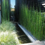 Scouring Horsetail (Equisetum hyemale) Pond Plant