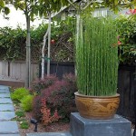Scouring Horsetail (Equisetum hyemale) Pond Plant