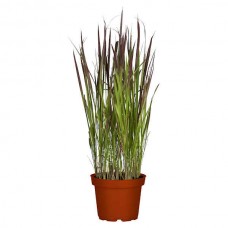 Japanese Blood Grass-Imperata cylindrica ‘Red Baron’