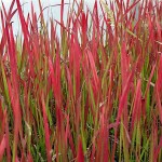 Japanese Blood Grass-Imperata cylindrica ‘Red Baron’