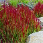 Japanese Blood Grass-Imperata cylindrica ‘Red Baron’