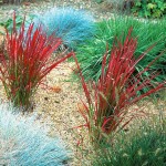Japanese Blood Grass-Imperata cylindrica ‘Red Baron’