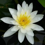 White Water Lily (Nymphaea 'Marliacea Albida') Plant