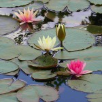 White Water Lily (Nymphaea 'Marliacea Albida') Plant