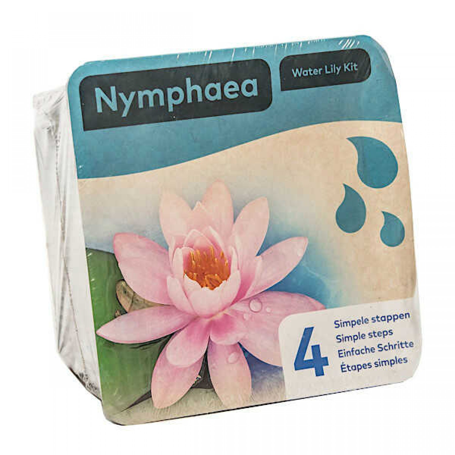 Pink Water Lily (Nymphaea 'Marliacea Carnea') Plant