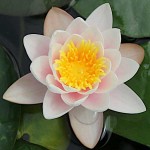 Pink Water Lily (Nymphaea 'Marliacea Carnea') Plant