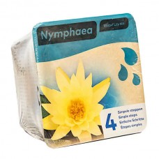 Yellow Water Lily (Nymphaea 'Marliacea Chromatella')