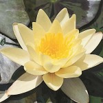 Yellow Water Lily (Nymphaea 'Marliacea Chromatella')