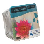 Red Water Lily (Nymphaea 'Attraction') Aquatic Plant