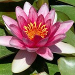 Red Water Lily (Nymphaea 'Attraction') Aquatic Plant