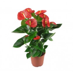 Ανθούριο (Anthurium andraeanum) | kipogeorgiki.gr