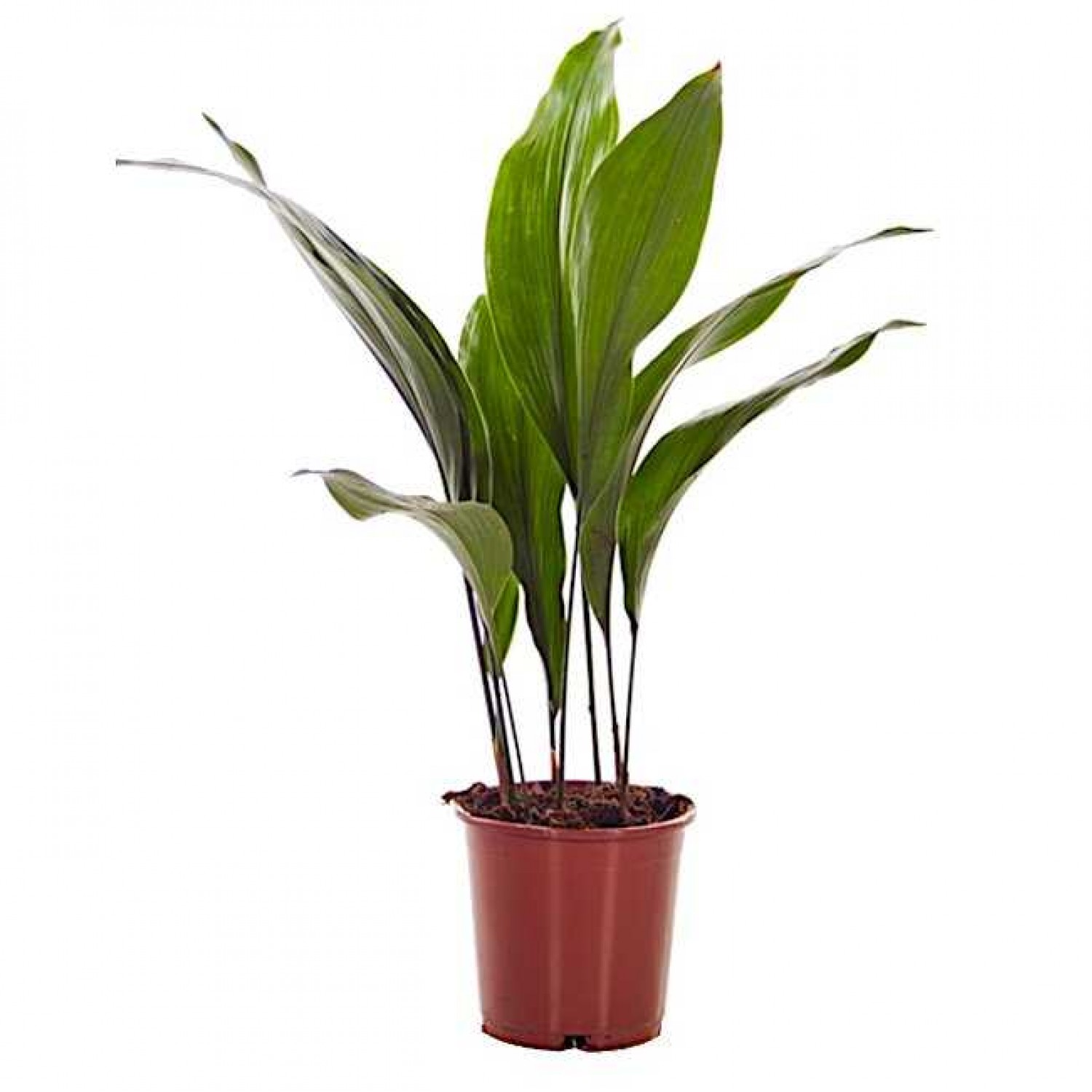 Cast Iron Plant (Aspidistra elatior) | Indoor & Outdoor Plants Cast Iron Plant (Aspidistra elatior) | Kipogeorgiki