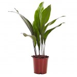 Cast Iron Plant (Aspidistra elatior) | Indoor & Outdoor Plants Cast Iron Plant (Aspidistra elatior) | Kipogeorgiki