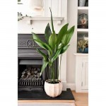 Cast Iron Plant (Aspidistra elatior) | Indoor & Outdoor Plants Cast Iron Plant (Aspidistra elatior) | Kipogeorgiki