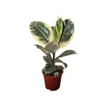 Rubber Plant 'Variegata' (Ficus elastica 'Variegata') | Indoor Plants for Proffecional Spaces & Homes Rubber Plant 'Variegata' (Ficus elastica 'Variegata') | kipogeorgiki.gr