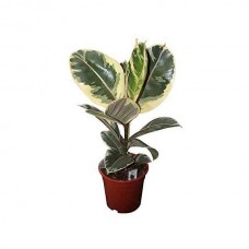 Rubber Plant 'Variegata' (Ficus elastica 'Variegata') | kipogeorgiki.gr