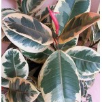 Rubber Plant 'Variegata' (Ficus elastica 'Variegata') | Indoor Plants for Proffecional Spaces & Homes Rubber Plant 'Variegata' (Ficus elastica 'Variegata') | kipogeorgiki.gr