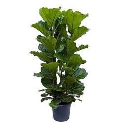 Fiddle Leaf Fig (Ficus lyrata) | kipogeorgiki.gr