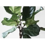 Fiddle Leaf Fig (Ficus lyrata) | kipogeorgiki.gr