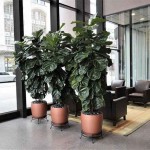 Fiddle Leaf Fig (Ficus lyrata) | kipogeorgiki.gr