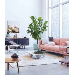 Fiddle Leaf Fig (Ficus lyrata) | kipogeorgiki.gr