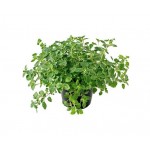 Ρίγανη η Κοινή (Origanum vulgare) | Αρωματικά, Φαρμακευτικά Φυτά  & Βότανα -  Μεσογειακός Κήπος Ρίγανη η Κοινή (Origanum vulgare)  Αρωματικός - Φαρμακευτικός Θάμνος | kipogeorgiki.gr