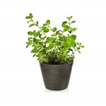 Ρίγανη η Κοινή (Origanum vulgare) | Αρωματικά, Φαρμακευτικά Φυτά  & Βότανα -  Μεσογειακός Κήπος Ρίγανη η Κοινή (Origanum vulgare)  Αρωματικός - Φαρμακευτικός Θάμνος | kipogeorgiki.gr