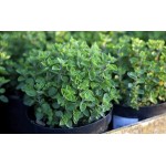 Ρίγανη η Κοινή (Origanum vulgare) | Αρωματικά, Φαρμακευτικά Φυτά  & Βότανα -  Μεσογειακός Κήπος Ρίγανη η Κοινή (Origanum vulgare)  Αρωματικός - Φαρμακευτικός Θάμνος | kipogeorgiki.gr