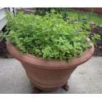 Ρίγανη η Κοινή (Origanum vulgare) | Αρωματικά, Φαρμακευτικά Φυτά  & Βότανα -  Μεσογειακός Κήπος Ρίγανη η Κοινή (Origanum vulgare)  Αρωματικός - Φαρμακευτικός Θάμνος | kipogeorgiki.gr