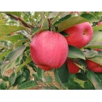 Apple Tree (Malus Communis) | kipogeorgiki.gr Apple Tree (Malus Communis) - Pome Fruit Trees