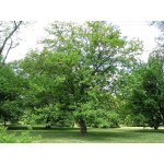 Μουριά Καρποφόρα Δέντρο - Άσπρα Μούρα (Morus alba) Μουριά Καρποφόρα Δέντρο - Άσπρα Μούρα (Morus alba)