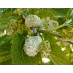 Μουριά Καρποφόρα Δέντρο - Άσπρα Μούρα (Morus alba) Μουριά Καρποφόρα Δέντρο - Άσπρα Μούρα (Morus alba)