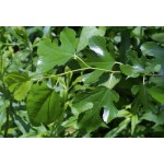 Μουριά Καρποφόρα Δέντρο - Άσπρα Μούρα (Morus alba) Μουριά Καρποφόρα Δέντρο - Άσπρα Μούρα (Morus alba)