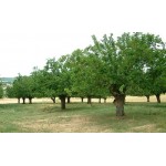 Μουριά Καρποφόρα Δέντρο - Άσπρα Μούρα (Morus alba) Μουριά Καρποφόρα Δέντρο - Άσπρα Μούρα (Morus alba)