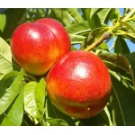 Νεκταρινιά Δέντρο (Prunus Persica Nectarina) | kipogeorgiki.gr