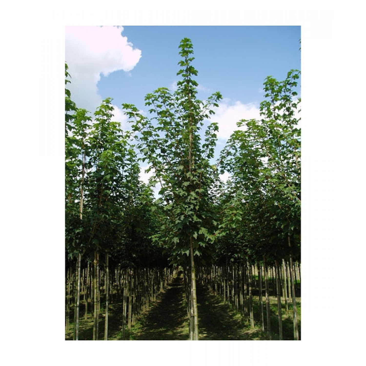 Σφένδαμος Ψευδοπλάτανος Δέντρο (Acer pseudoplatanus) | Φυτά