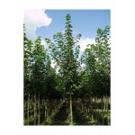 Σφένδαμος Ψευδοπλάτανος Δέντρο (Acer pseudoplatanus) | Φυτά