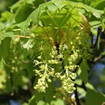 Σφένδαμος Ψευδοπλάτανος Δέντρο (Acer pseudoplatanus) | Φυτά