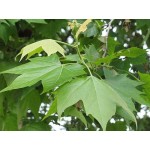 Σφένδαμος Ψευδοπλάτανος Δέντρο (Acer pseudoplatanus) | Φυτά