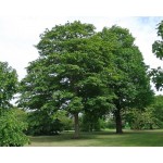 Σφένδαμος Ψευδοπλάτανος Δέντρο (Acer pseudoplatanus) | Φυτά